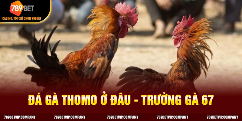 Đá gà Thomo ở đâu - Trường gà 67 tại Campuchia